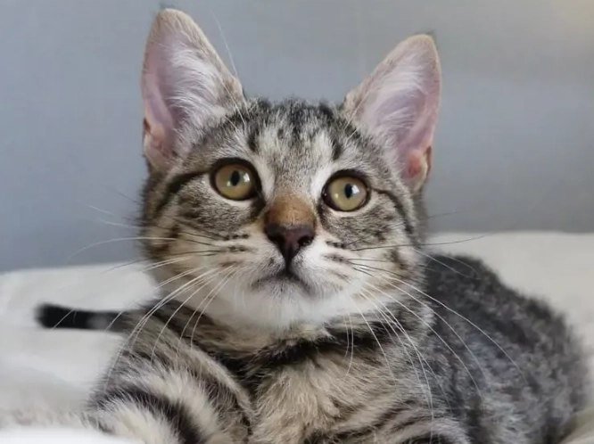 why are tabby cats special