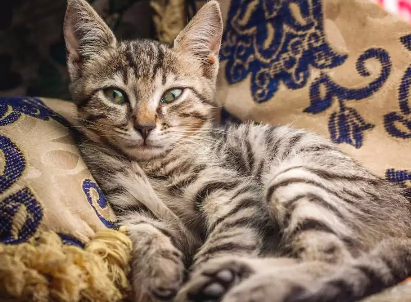 tabby cat personality