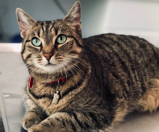 are tabby cats cuddly