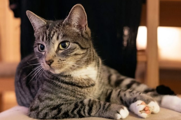 tabby cat personality