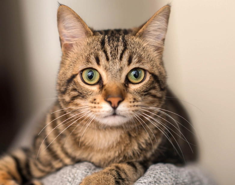 are tabby cats good pets