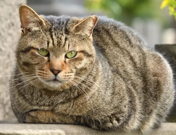 tabby cat vs regular cat