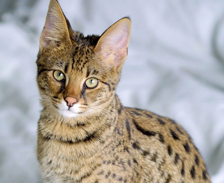 F1 Savannah cat lifespan