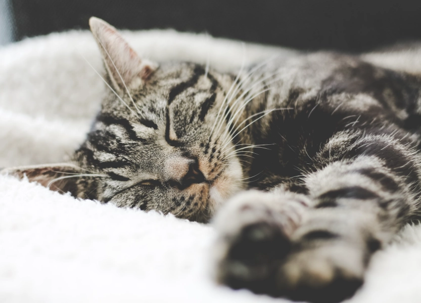 are tabby cats friendly