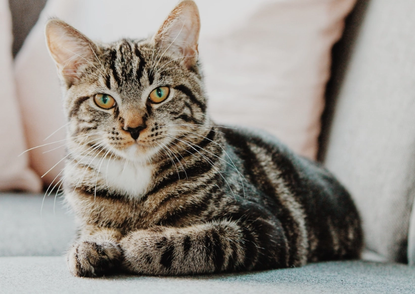 are tabby cats friendly