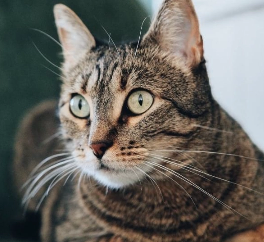 why are tabby cats special