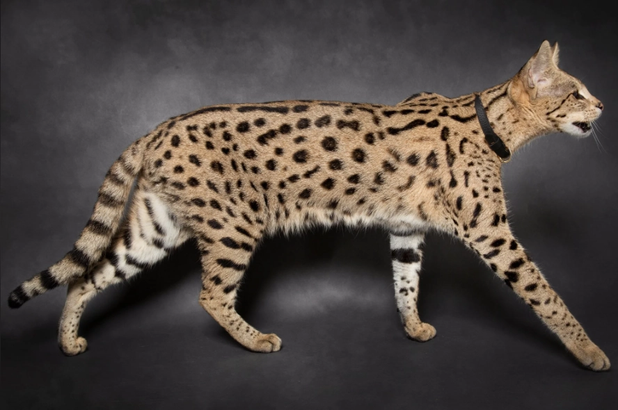 F1 Savannah cat lifespan