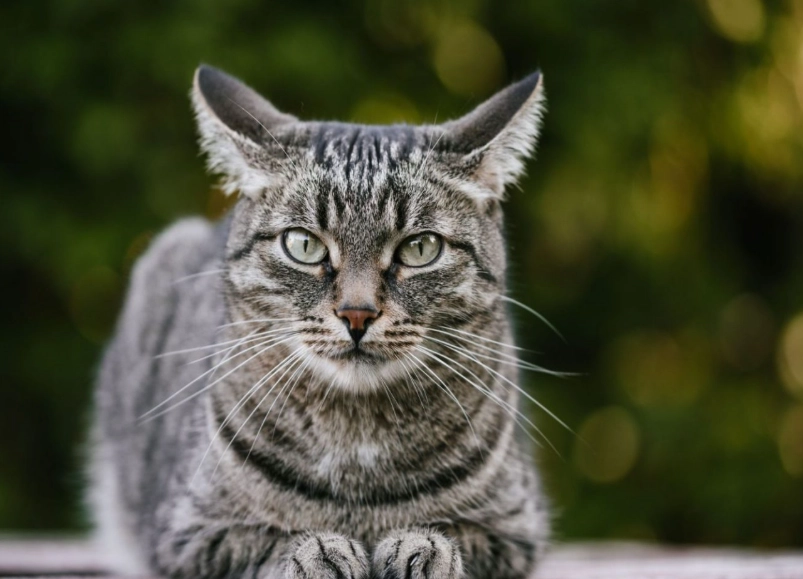 best house cat breeds