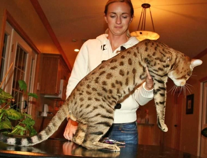 Savannah cat weight