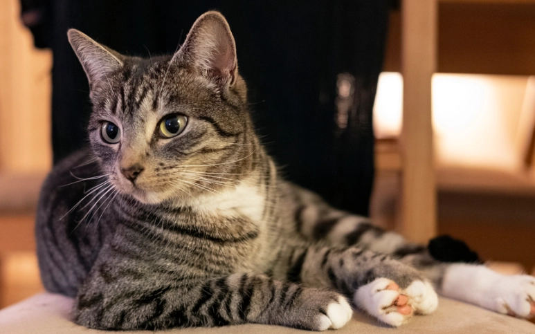 difference between tabby and cat