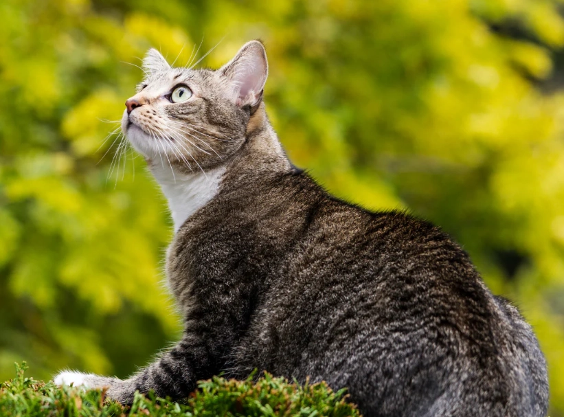 tabby cat personality