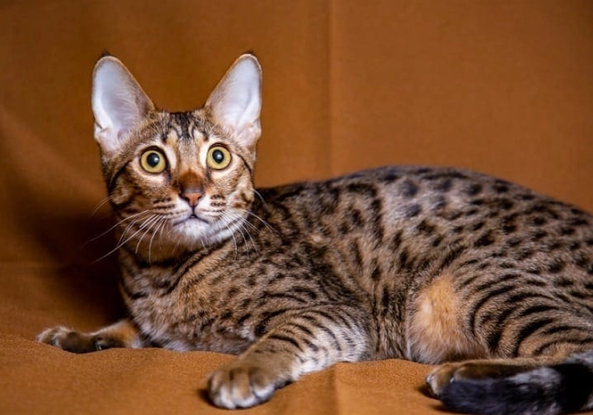 Savannah cat behavior