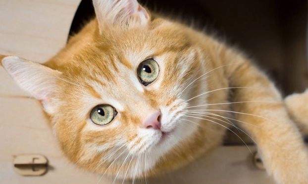 are tabby cats good pets