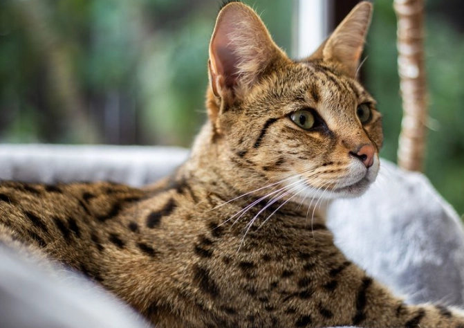 Savannah cat health issues