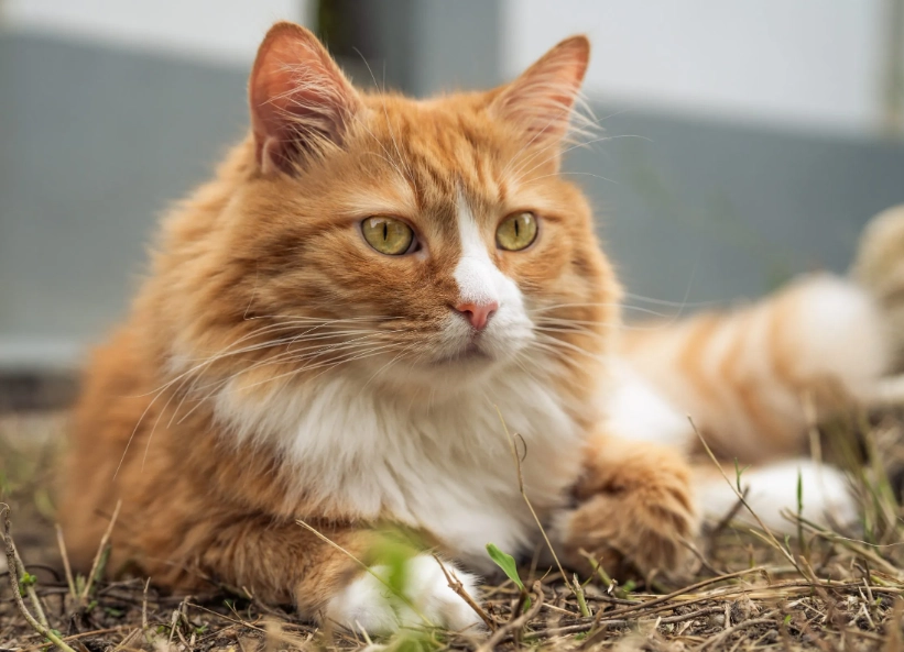 orange cat breed
