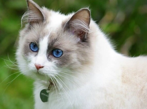 ragdoll cat care