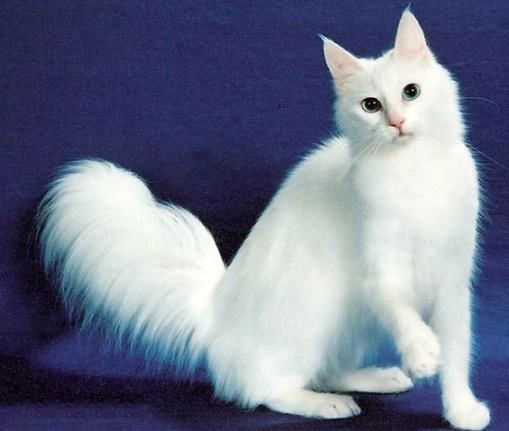 Turkish Angora cat