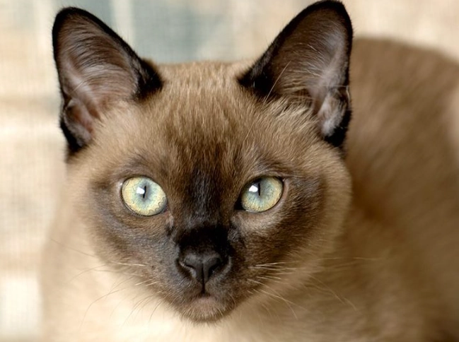 Tonkinese cat care