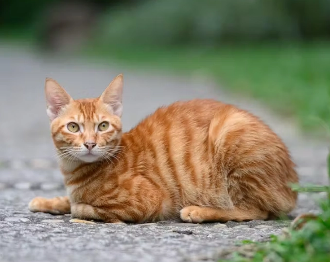 tabby cat personality