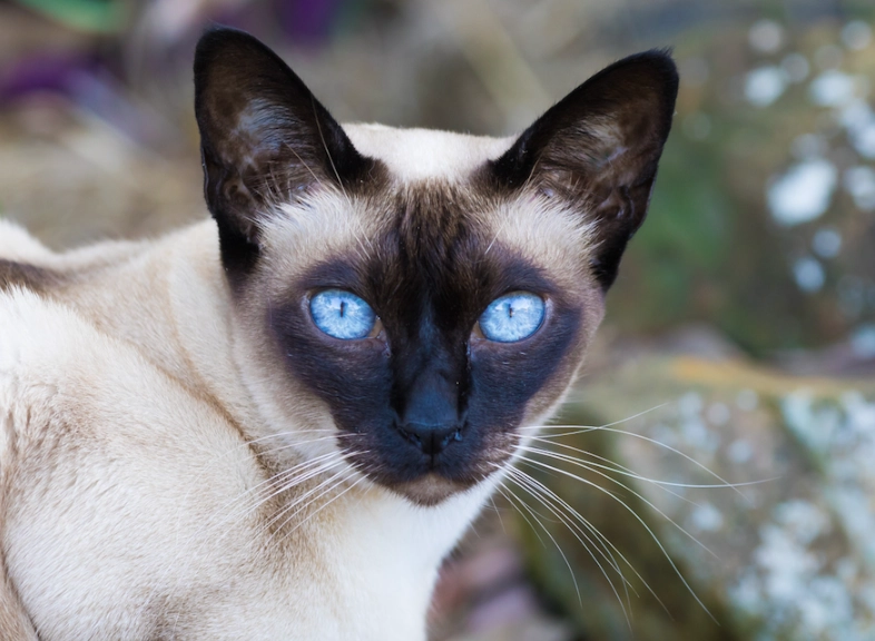 Tonkinese cat breed