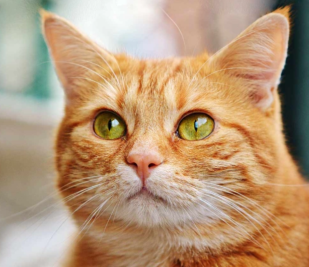 orange cat breed