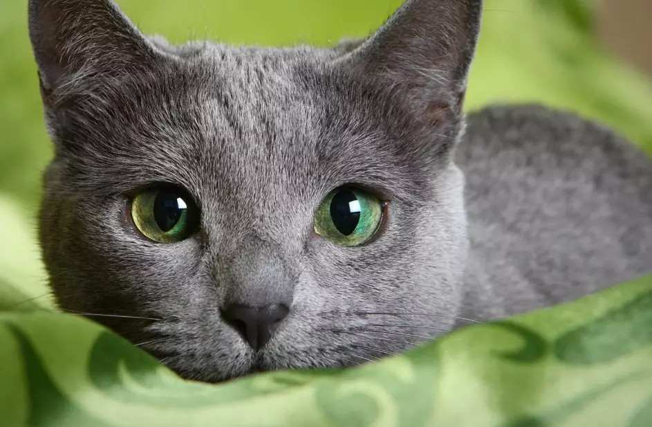 russian blue cat