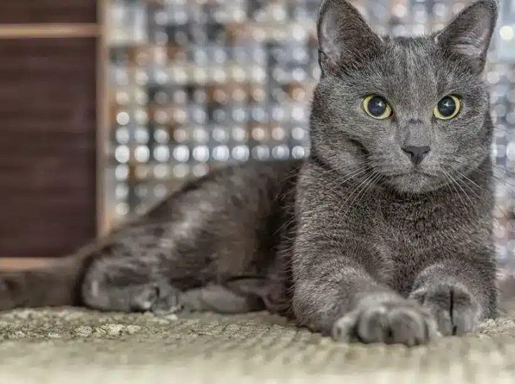 russian blue cat