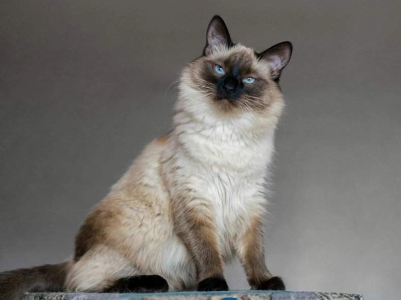 Balinese cat personality
