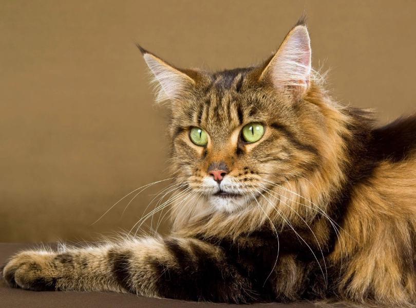maine coon cats