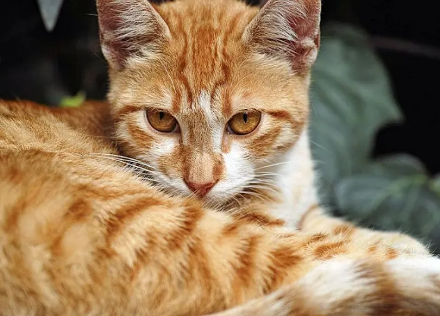 orange cat breed