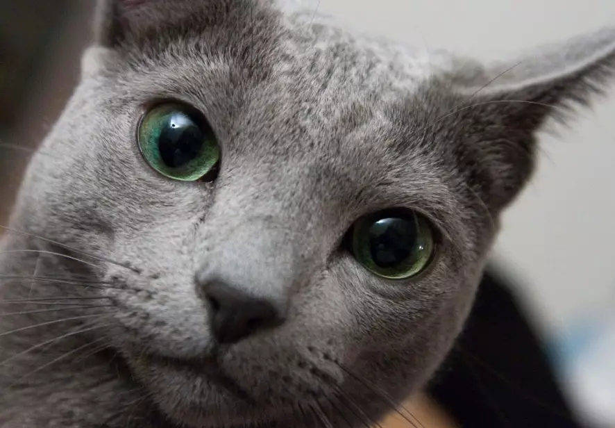 russian blue cat