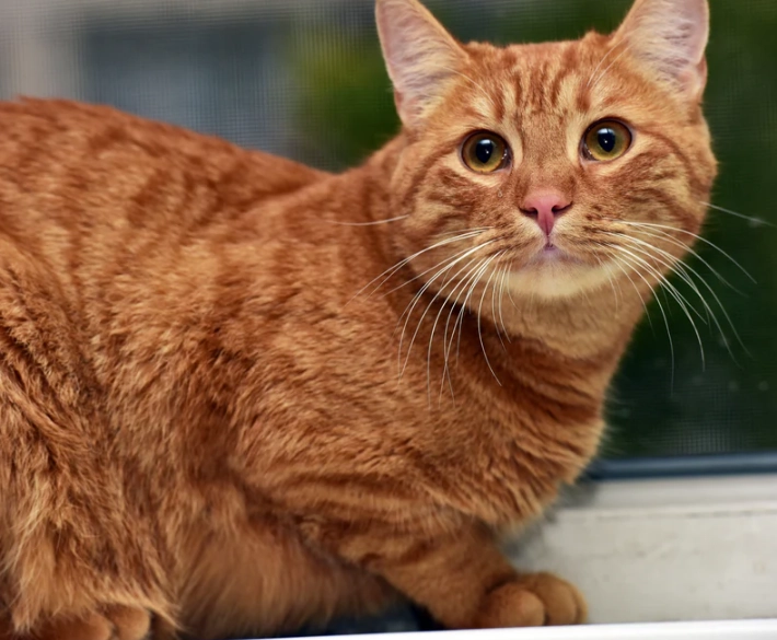 tabby cat personality