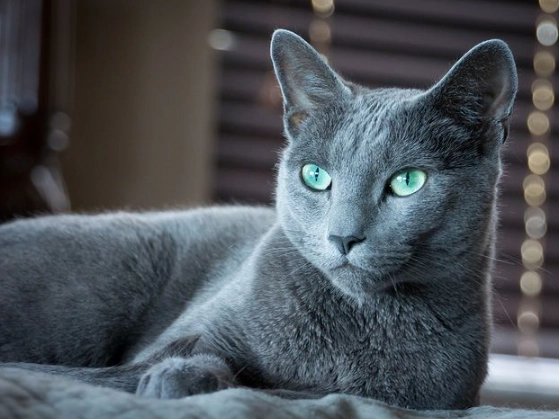 russian blue cat personality