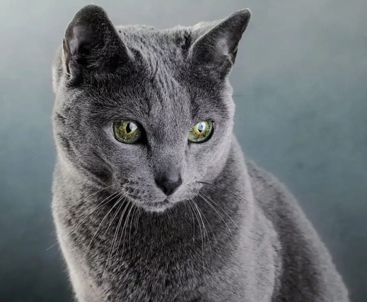 russian blue cat