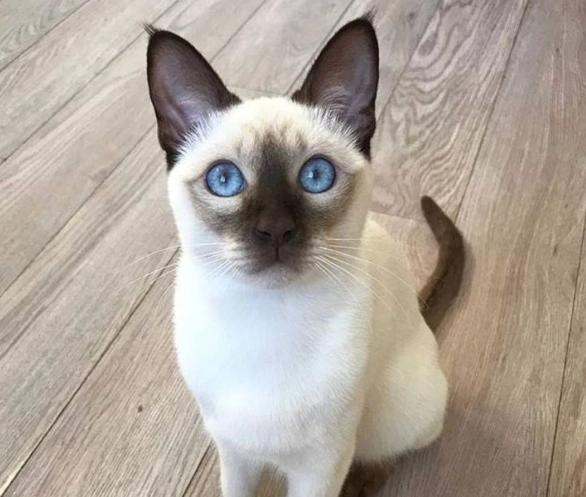 Tonkinese cat personality