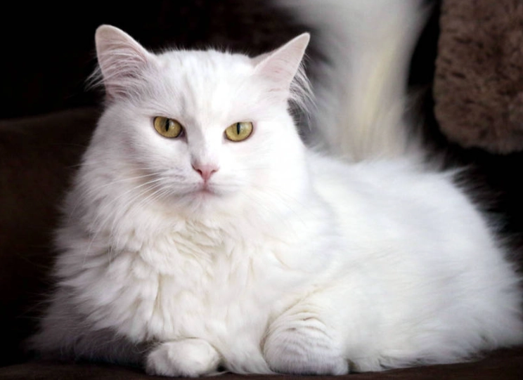 Turkish Angora cat