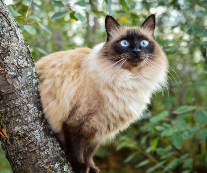 Balinese cat care