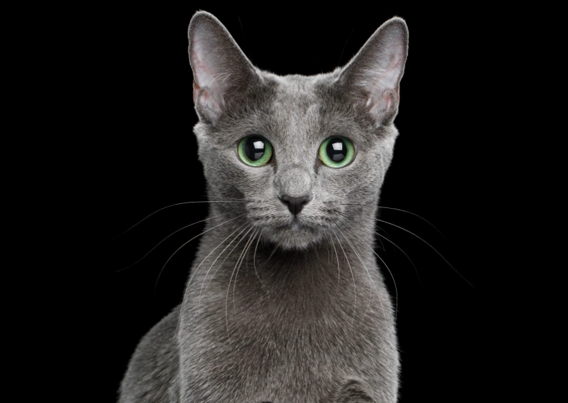 russian blue cat personality