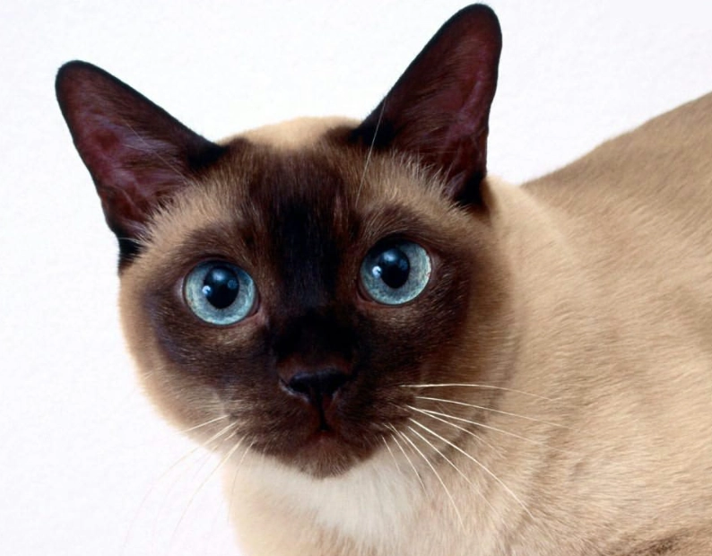 Tonkinese cat breed