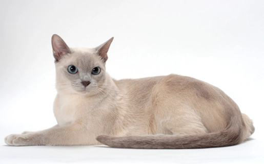 Tonkinese cat breed