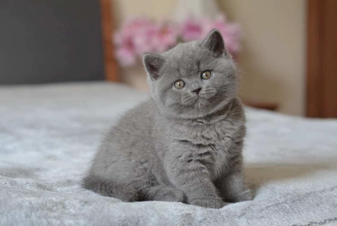 British Shorthair kitten care British Shorthair kitten care