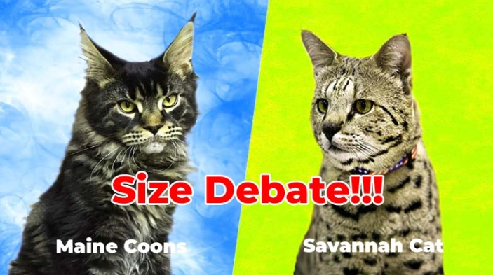 Maine Coon vs Savannah cat size
