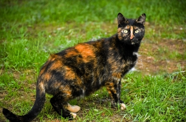 tortoiseshell cat male