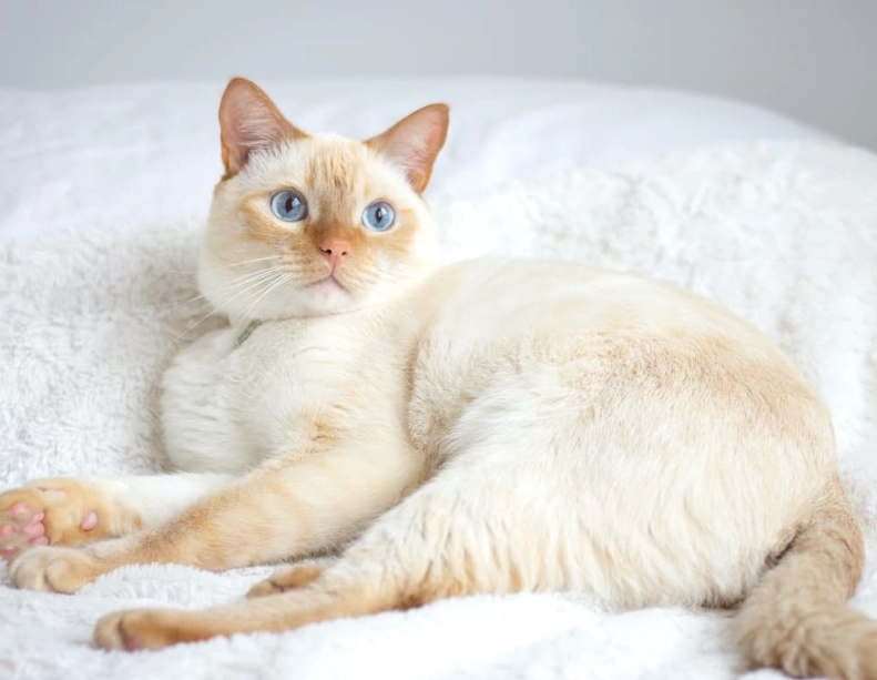 flame point Siamese cat