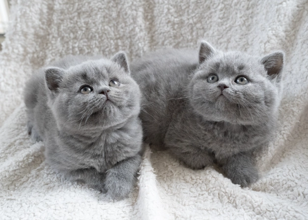 British Shorthair kitten price British Shorthair kitten price