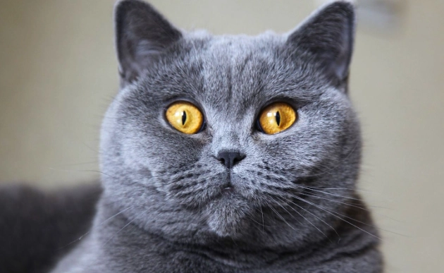 British Shorthair kitten price British Shorthair kitten price