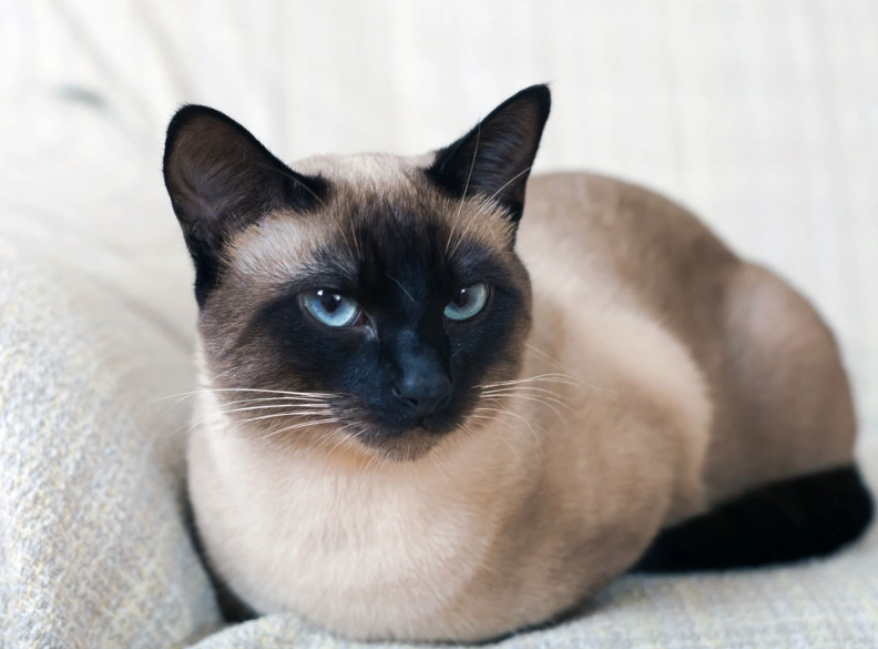 Siamese cat personality