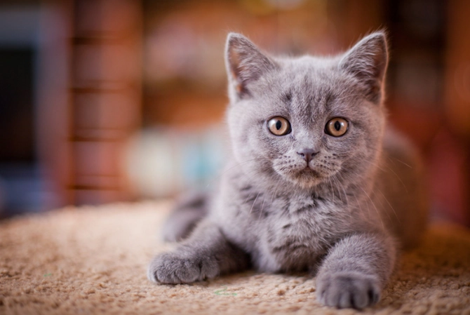 British Shorthair temperament