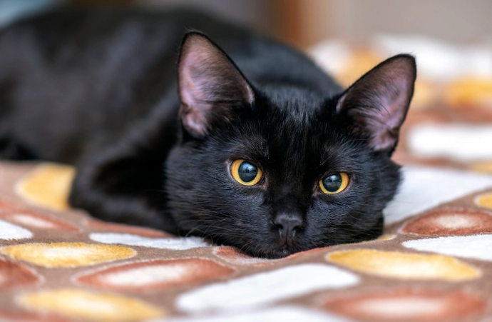 black cat behavior