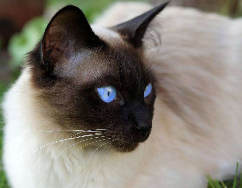 Siamese cat personality